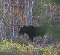 moose2